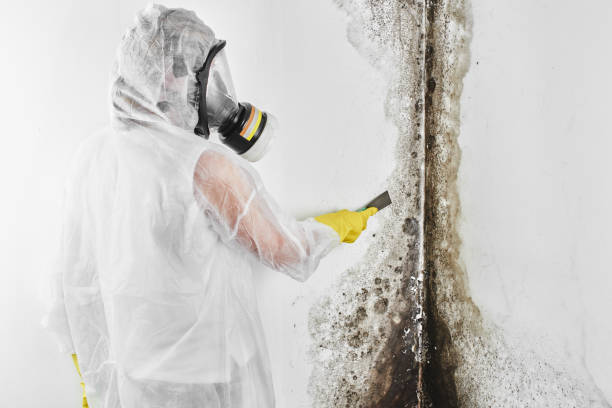 Best Emergency Mold Remediation  in Batesville, MS